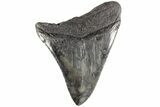 Fossil Megalodon Tooth - South Carolina #170595-1